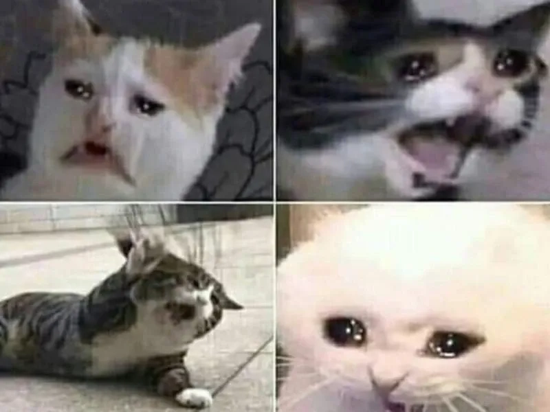 Lúc nhận hóa đơn tiền điện cao ngất như cat meme cry