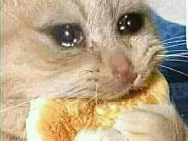 Cảm giác hụt hẫng khi lương chưa về như meme cat crying