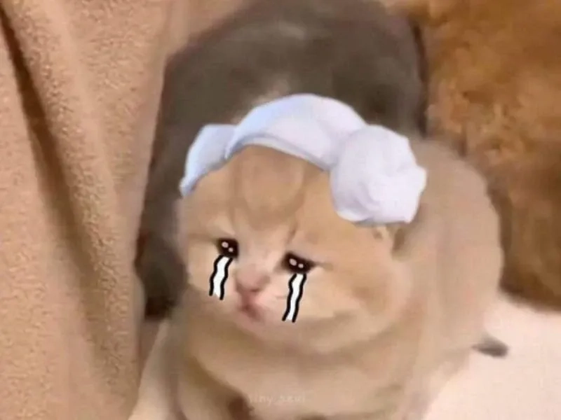 Ai đó lấy đồ ăn của bạn và bạn chỉ biết như meme crying cat