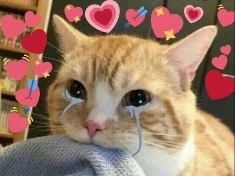 Bạn khi nhớ lại chuyện cũ và phản ứng như meme cry cat