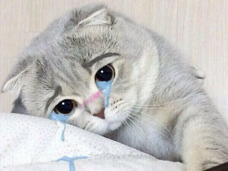 Bạn khi mất WiFi trong lúc xem phim như cat meme crying