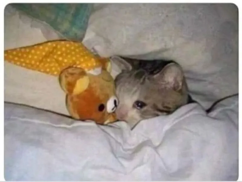 Lúc thấy sale nhưng ví rỗng như cry meme cat