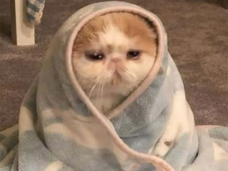 Đêm muộn bạn nhớ deadline như crying cats meme