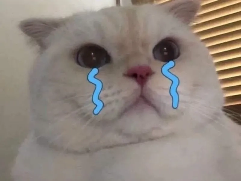 Không thể kìm nén cảm xúc như banana cat cry meme