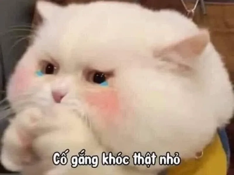 Lúc nhìn hóa đơn cuối tháng như meme mèo cry
