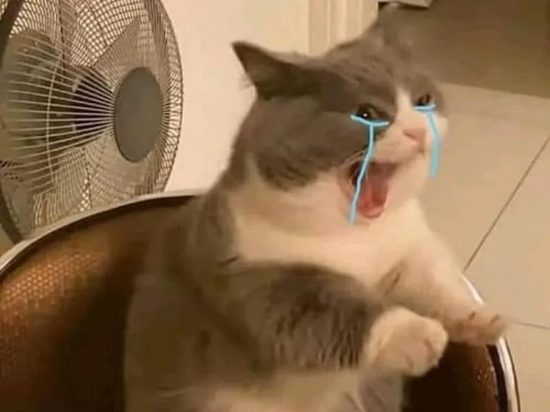 Bạn khi thấy crush có người yêu như cry meme