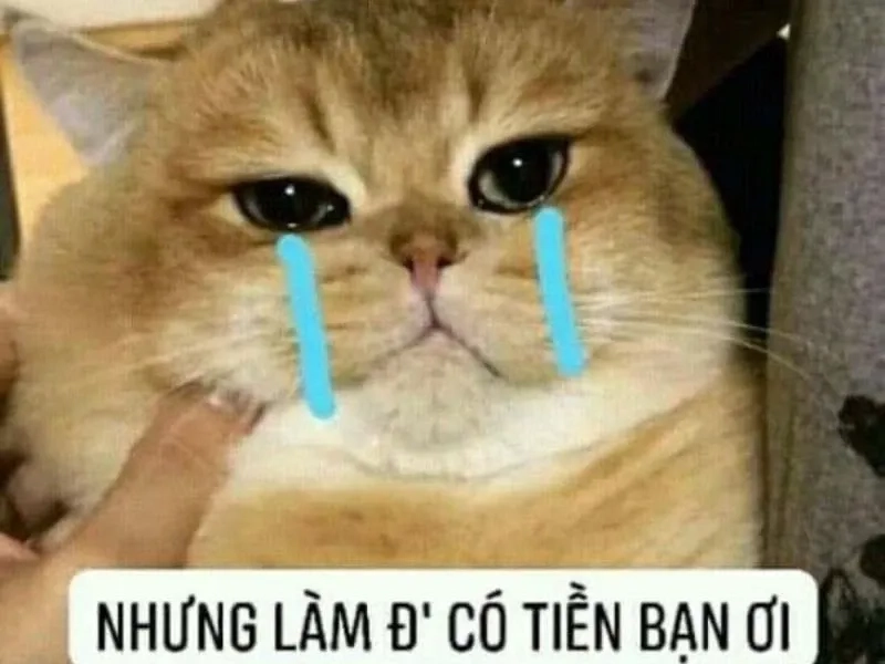 Cảm giác khi hết tiền nhưng vẫn đi chơi như frog crying meme