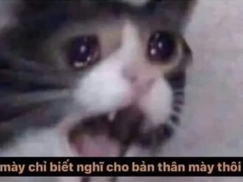 Ai đó bảo bạn đừng buồn nhưng bạn vẫn như cry about it meme