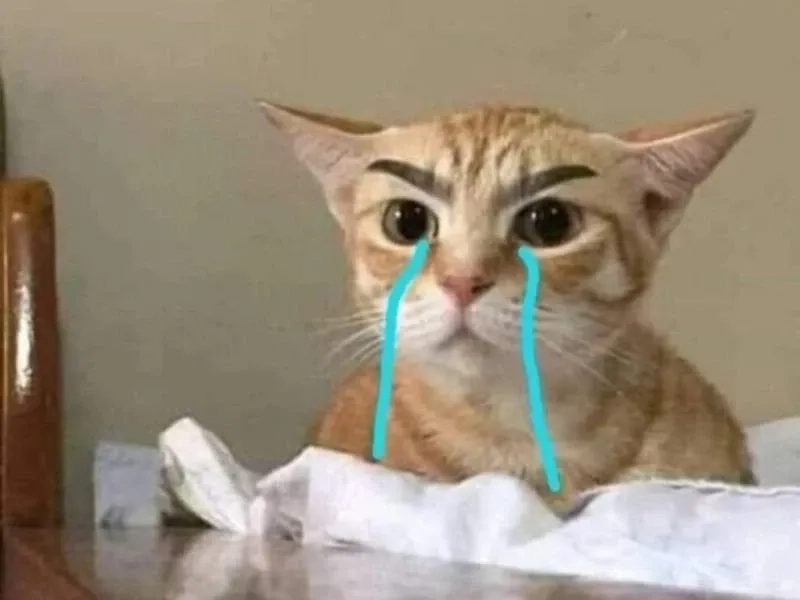 Khi bạn biết mình sai nhưng vẫn phải cãi như crying pepe meme