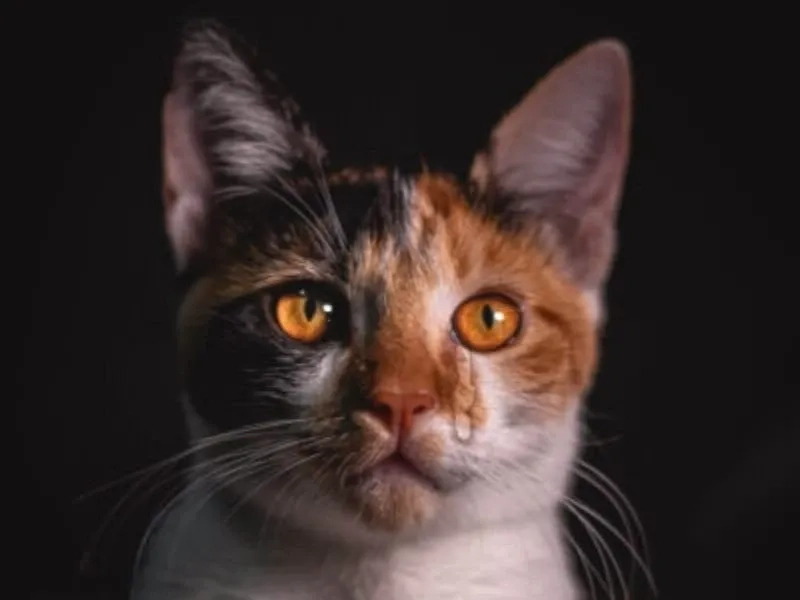 Lúc bị giáo viên gọi lên bảng như meme jerry crying