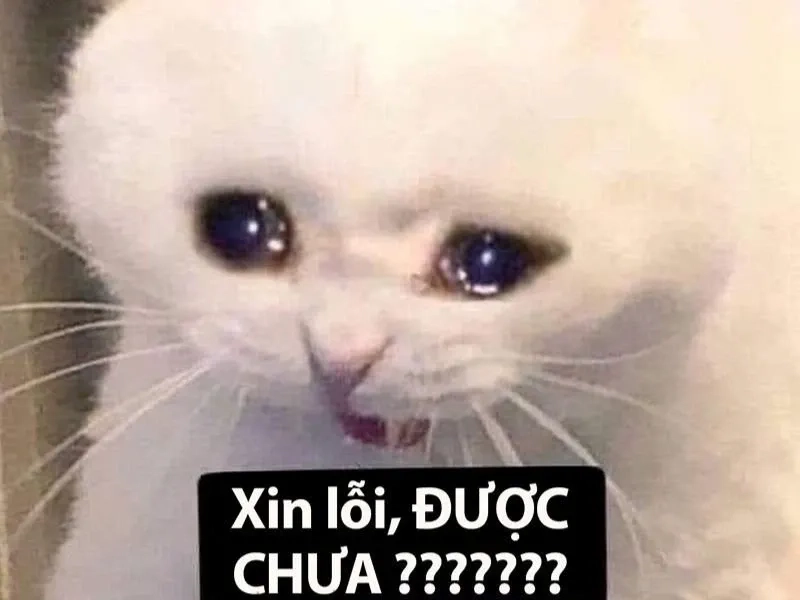 Ai đó khoe lương cao còn bạn chỉ có cry money meme