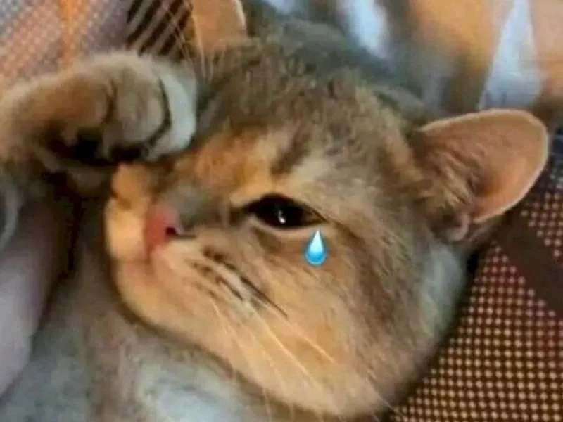 Nhìn crush đăng ảnh với người khác như pepe crying meme