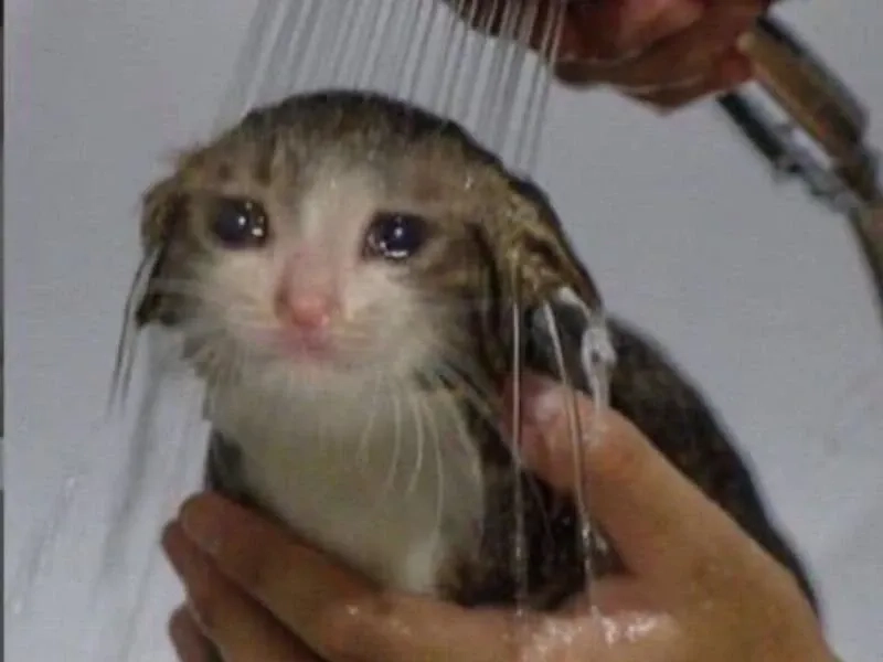 Ai đó an ủi bạn nhưng bạn chỉ như crying girl and chad meme