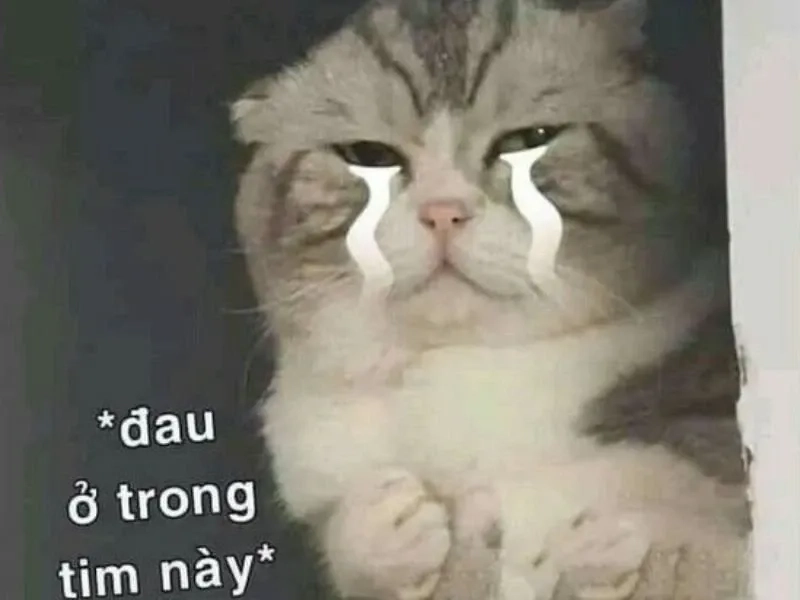 Khi nghe lại bài hát kỷ niệm như pepe meme cry