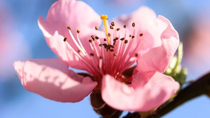 Hình ảnh hoa anh đào đẹp nhất làm say đắm lòng người