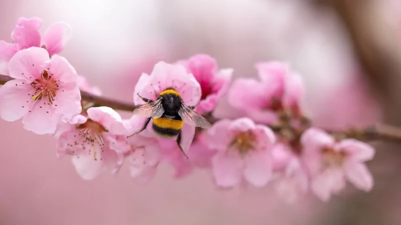 Hình ảnh hoa đào Tết tô điểm không gian ngày xuân