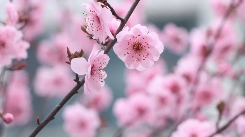 Hình ảnh cây hoa đào đẹp nhất mang ý nghĩa phú quý