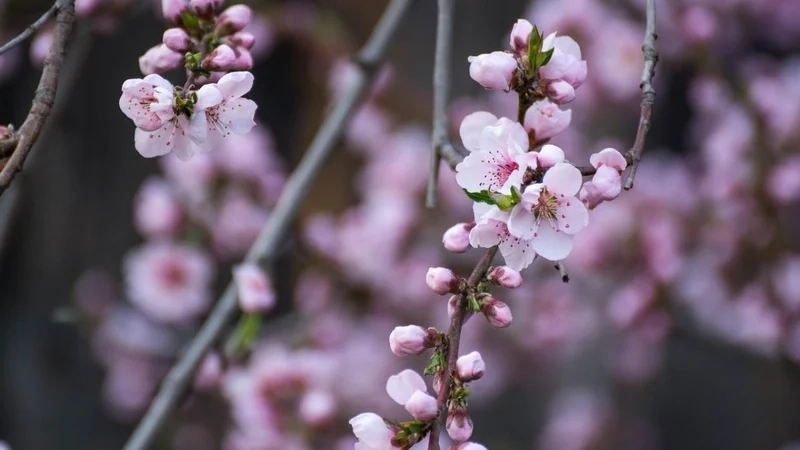 Hình hoa anh đào đẹp nhẹ nhàng và tinh khôi