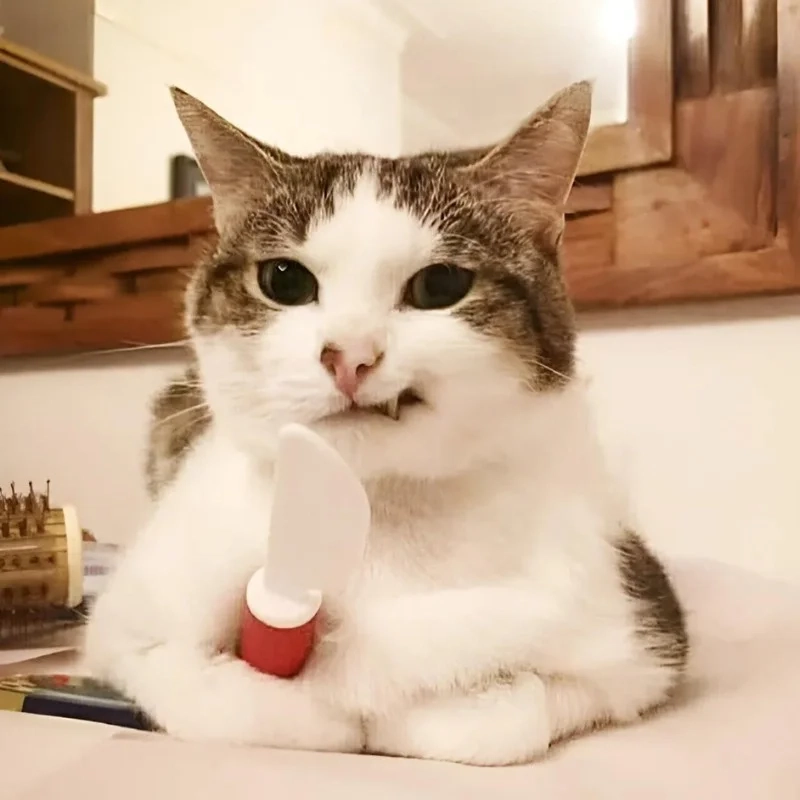 Hình ảnh mèo hài hước nhất, cười thả ga cùng chúng