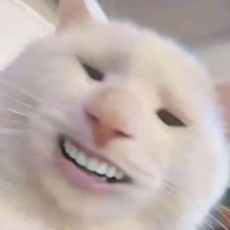 Ảnh mèo meme hài mang lại những phút giây thư giãn