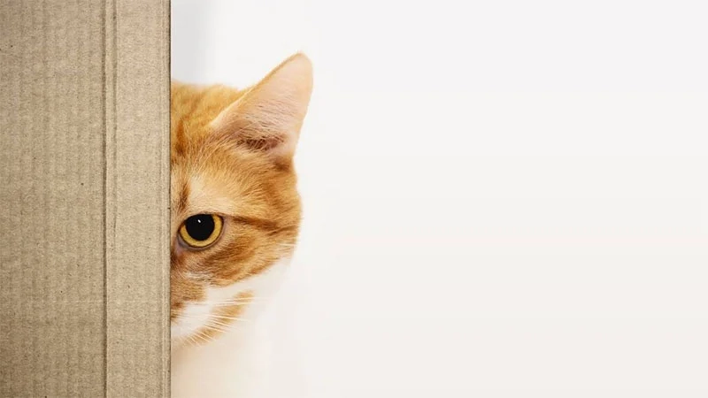 Hình nền con mèo cho máy tính ngộ nghĩnh và đầy tinh nghịch