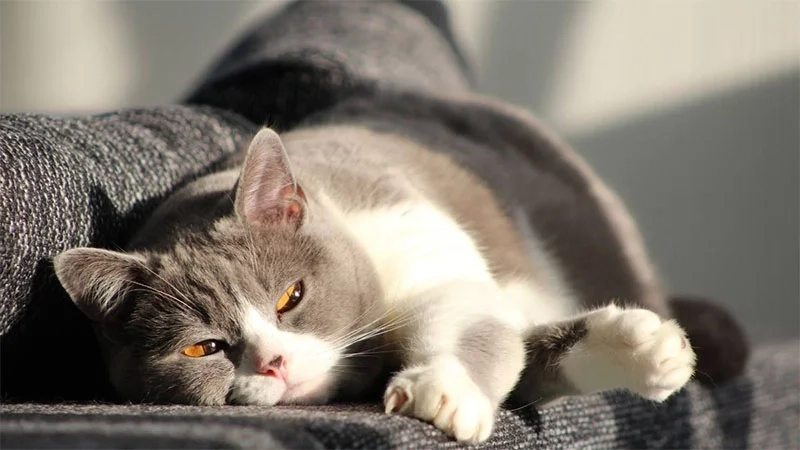 Hình nền máy tính hình mèo độc đáo dành riêng cho fan mèo