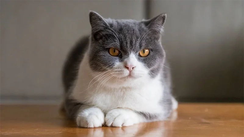 Hình nền mèo dễ thương cho máy tính mang lại năng lượng tích cực