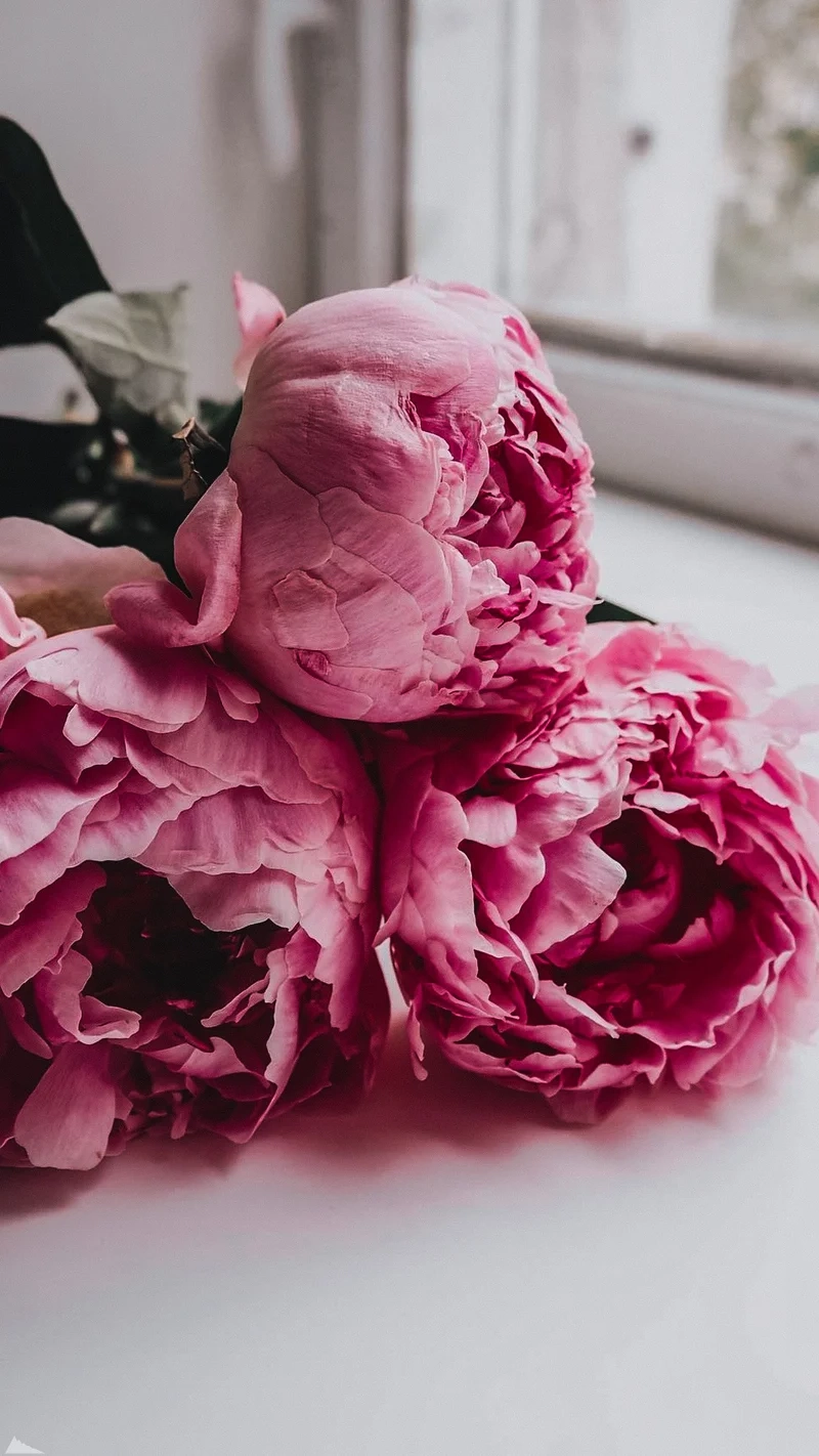 Ảnh nền điện thoại hoa mẫu đơn thổi hồn vào màn hình