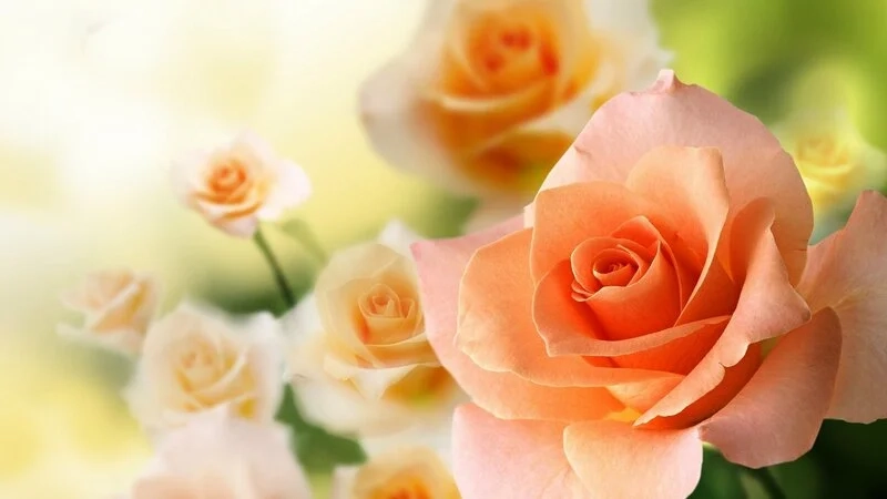 Hình ảnh hoa hồng đẹp lãng mạn dành cho tình yêu