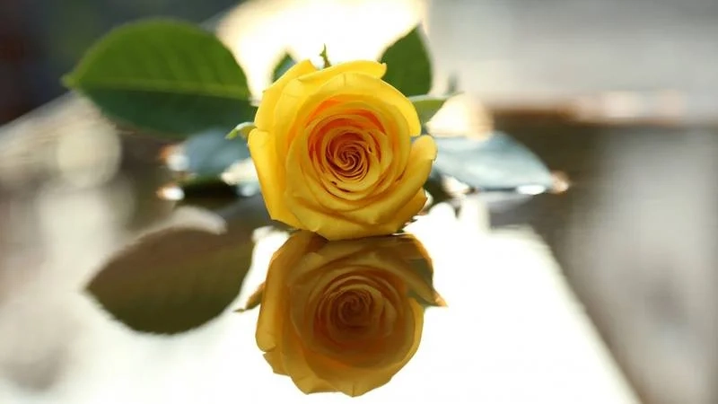 Tải ảnh hoa hồng đẹp để làm hình nền tuyệt vời