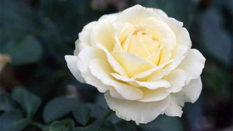 Tải ảnh hoa hồng đẹp nhất để lưu giữ vẻ yêu kiều