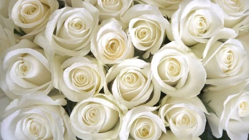 Hình ảnh hoa hồng đẹp mang thông điệp yêu thương