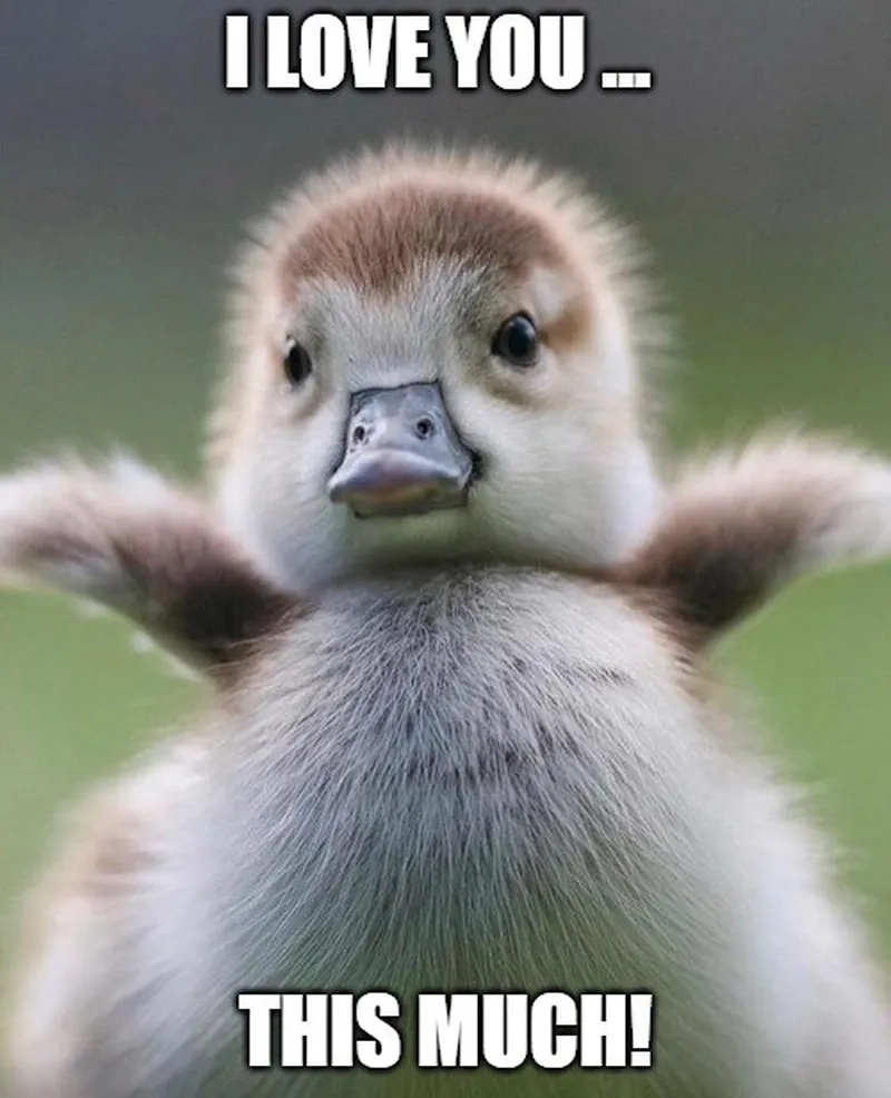 i love my school meme thể hiện tình cảm học trò đầy dễ thương