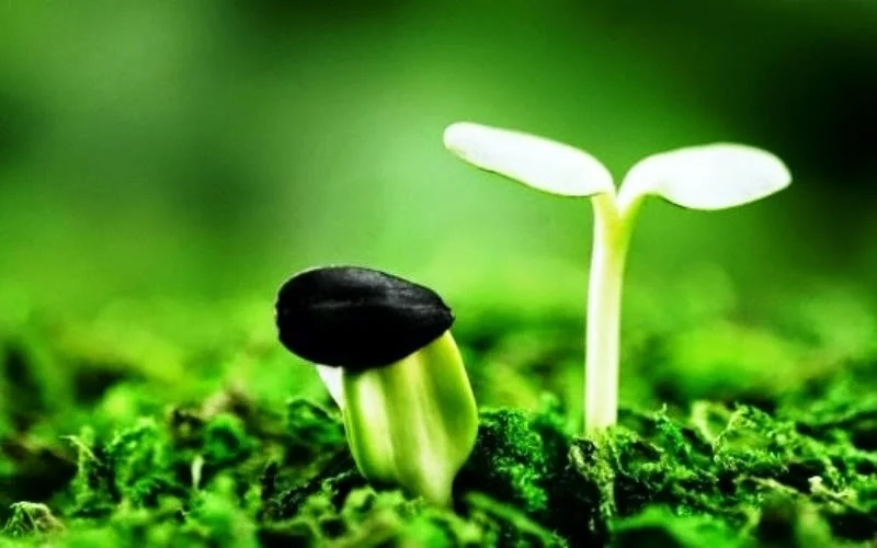 Hình nền đại diện facebook, tạo điểm nhấn đặc biệt