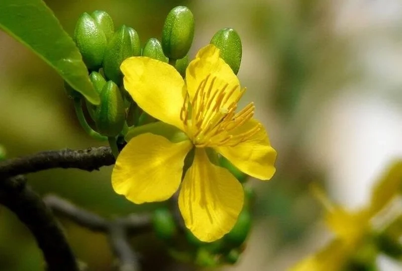 Hình nền ảnh hoa mai tươi tắn mang đến may mắn