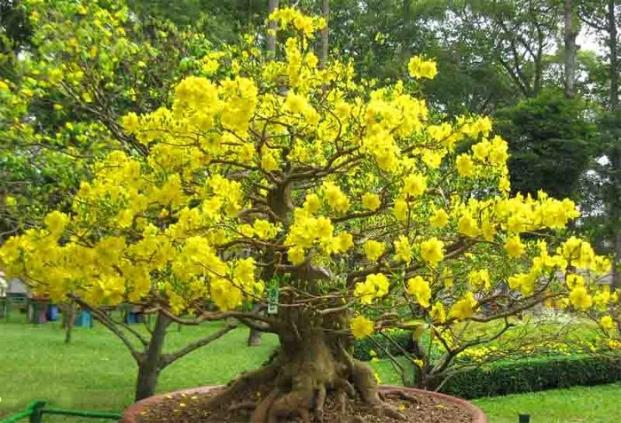 Hình ảnh cây hoa mai khoe sắc báo hiệu xuân về