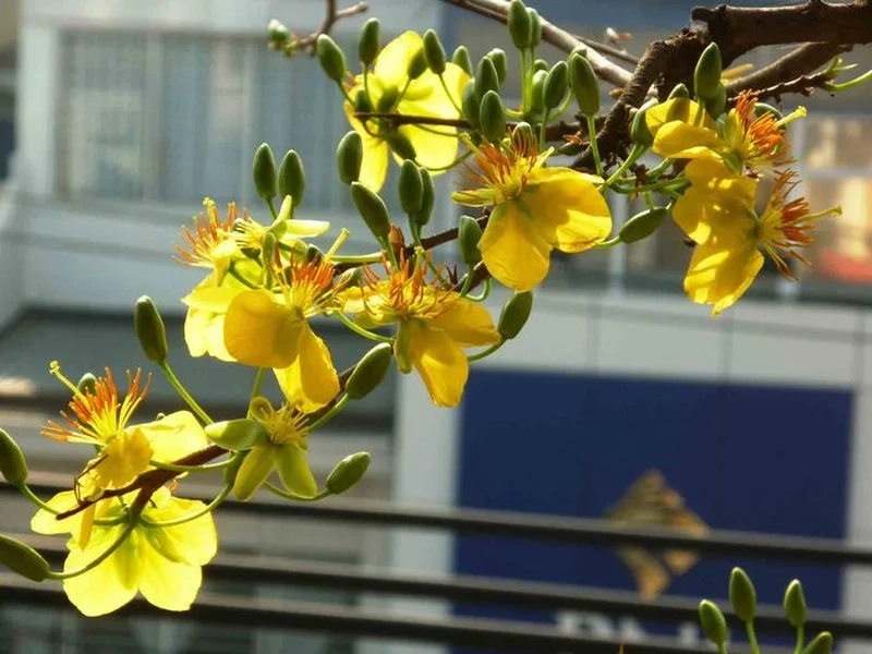 Hình ảnh hoa mai đẹp mang ý nghĩa sung túc trọn vẹn