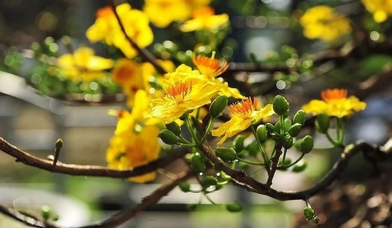 Hoa mai hình ảnh biểu tượng phú quý và tài lộc