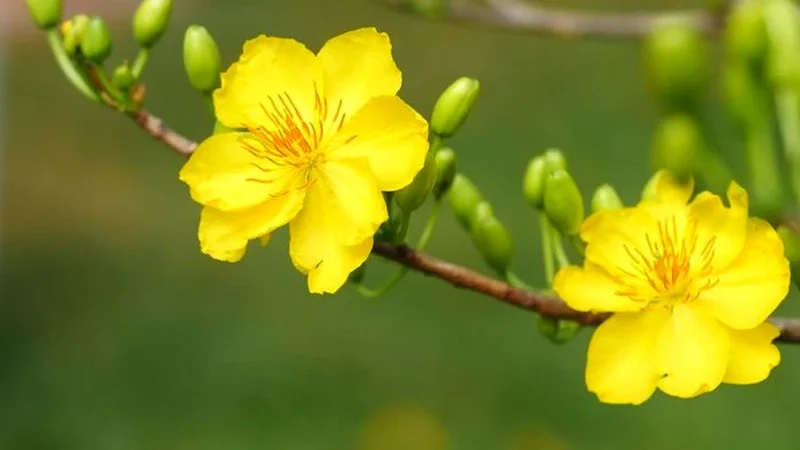 Hình ảnh của hoa mai gắn liền với truyền thống Việt Nam