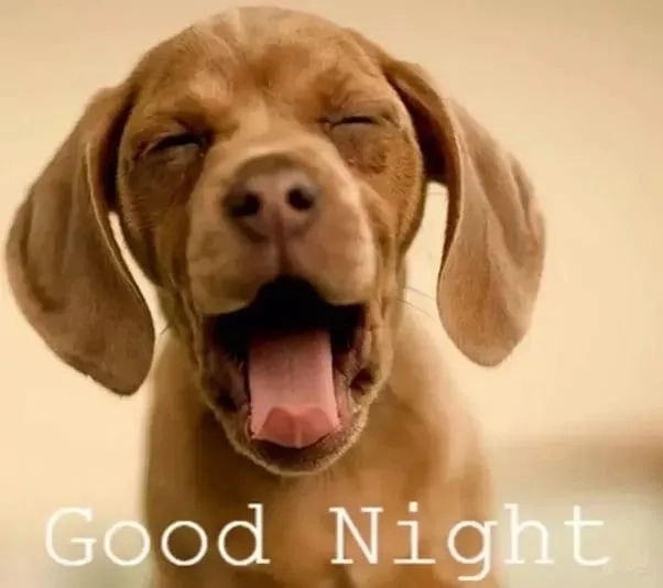 Meme đi ngủ dễ thương này sẽ giúp bạn có giấc ngủ ngon