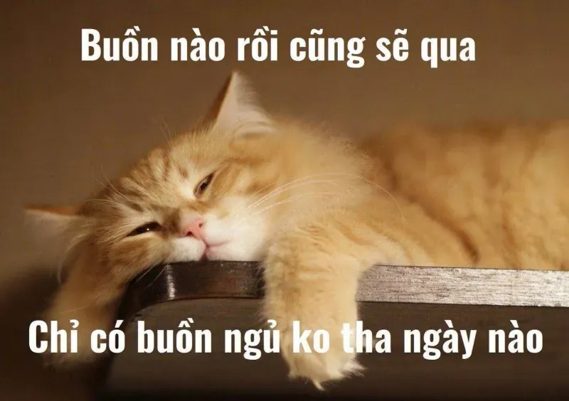 Dịu dàng vào giấc với ảnh meme buồn ngủ đáng yêu