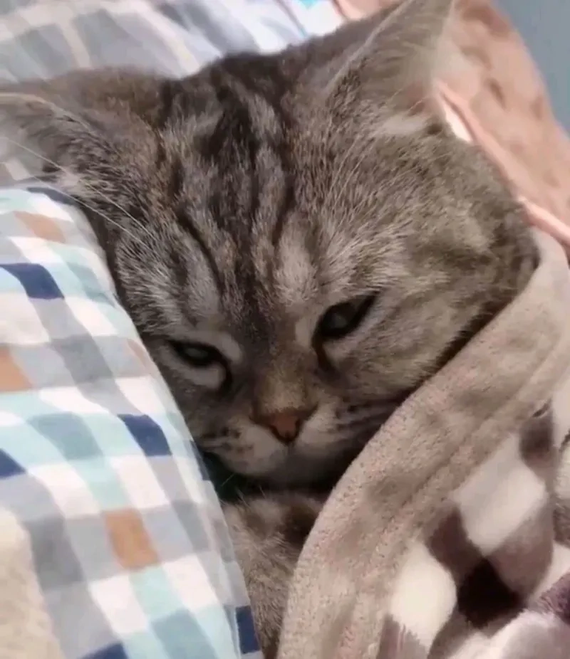 Ngủ quên cả thế giới với meme ngủ quên siêu lầy