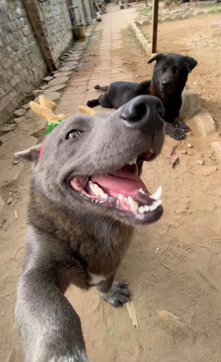 Meme Doge Cheems siêu hài hước không thể nhịn cười