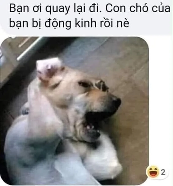 Dog pointing meme hài hước với ánh mắt khó đỡ
