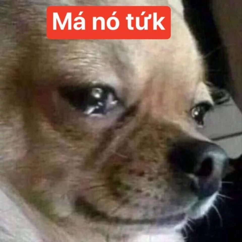 Đừng bỏ lỡ Dogday meme siêu bựa đầy sáng tạo