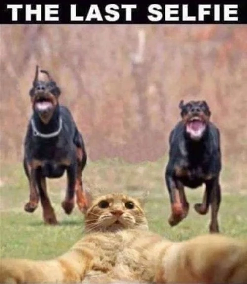 Smile dog meme với nụ cười khiến ai cũng thích