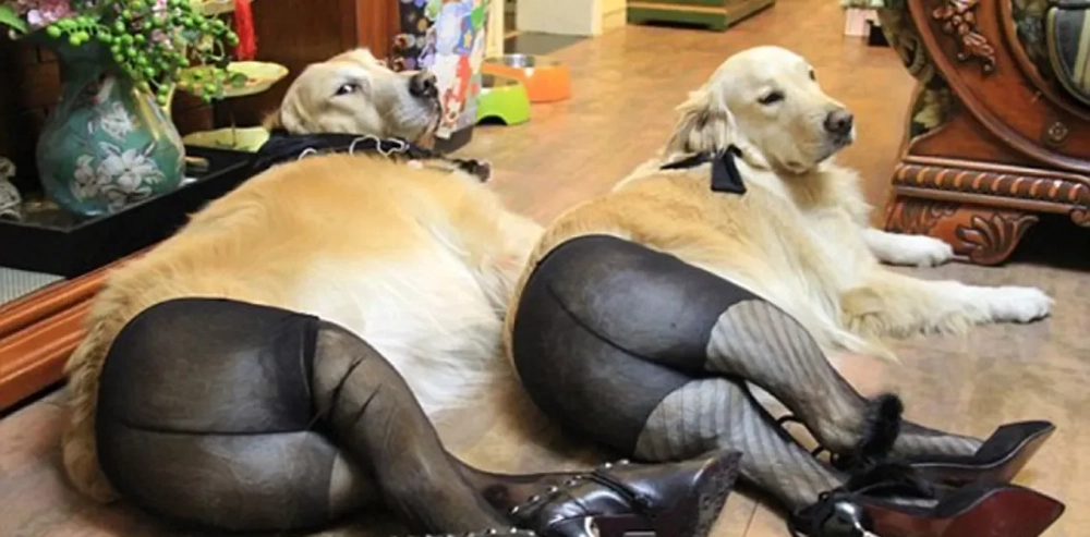 Dog power meme sea cực chất dành cho hội đam mê