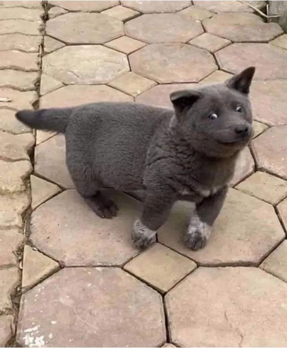 Dog side eye meme với ánh mắt đầy ẩn ý