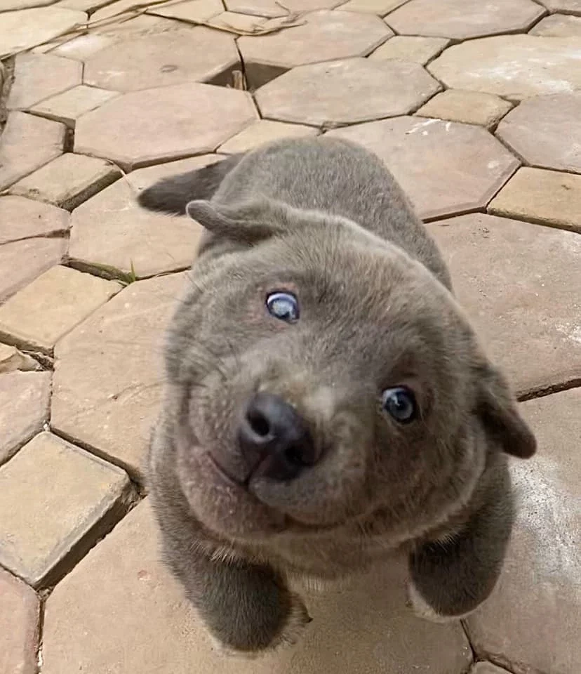 Dog face meme độc lạ khiến ai cũng thích thú