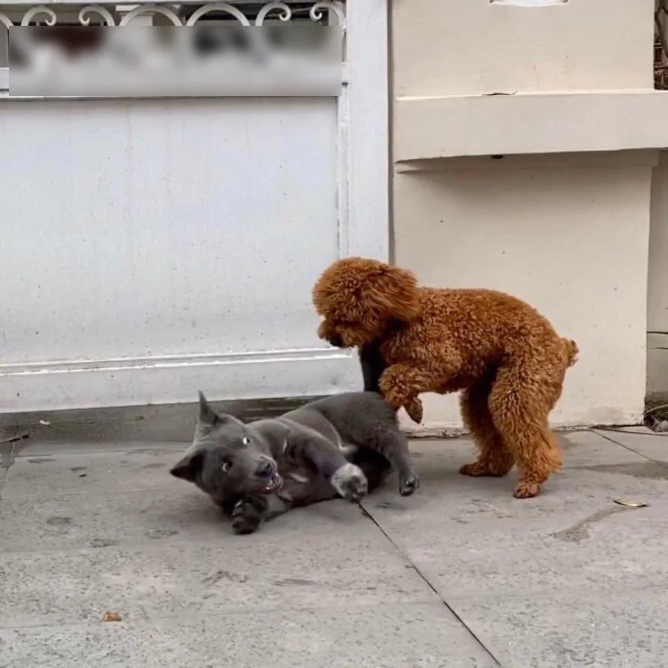 Suspicious dog meme đầy nghi vấn nhưng cực buồn cười